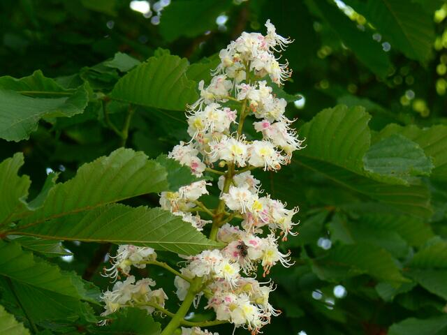 Kastanienblüte