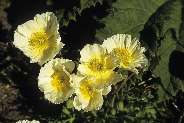 Mohn-Quintett