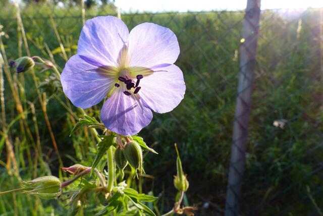 Storchschnabel im Sonnenlicht