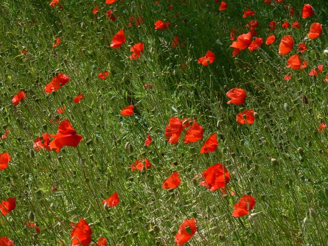 Mohnblüte im Sommerwind