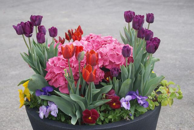 Blumenschmuck im Kübel
