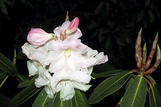 Rhododendron in der Nacht