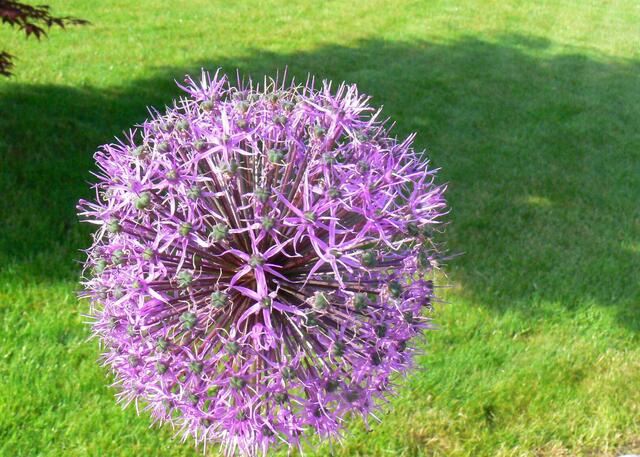 Prachtblüte