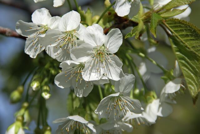 Kirschblüten