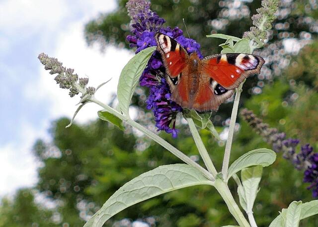 Sommerflieder und Pfauenauge