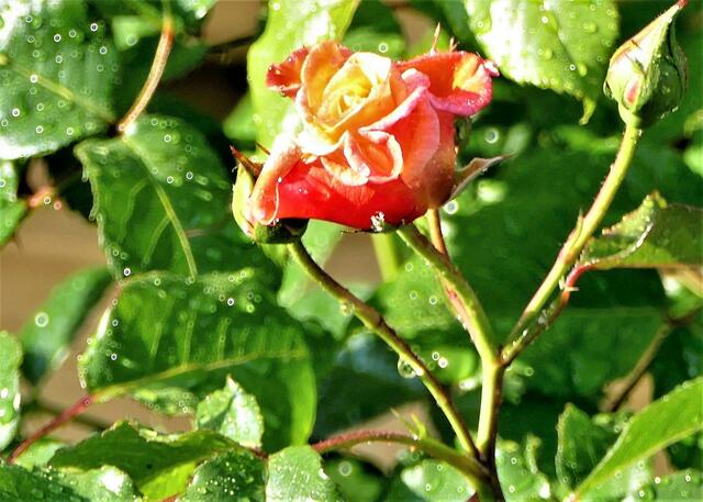 Regen ist Leben