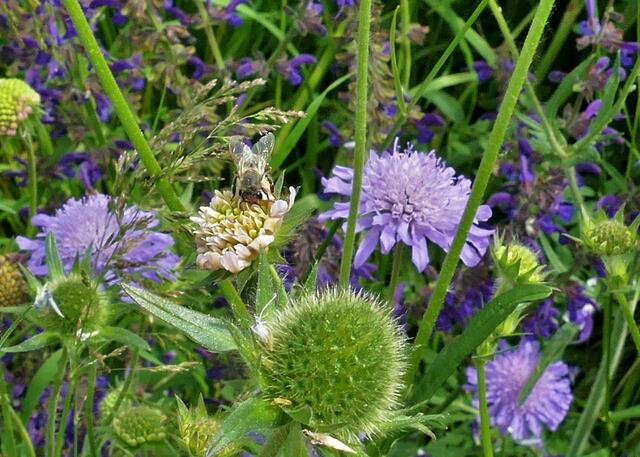 Witwenblume