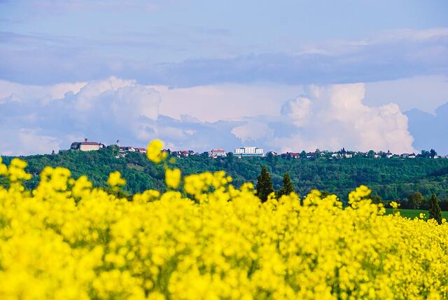 Rapsacker mit Waldenburg im Hintergrund