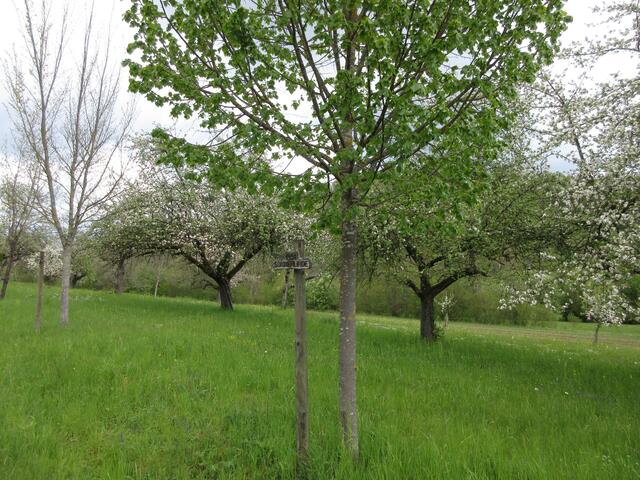 Die Bäume stehen am Straßenrand, aber auf eine schönen Obstwiese