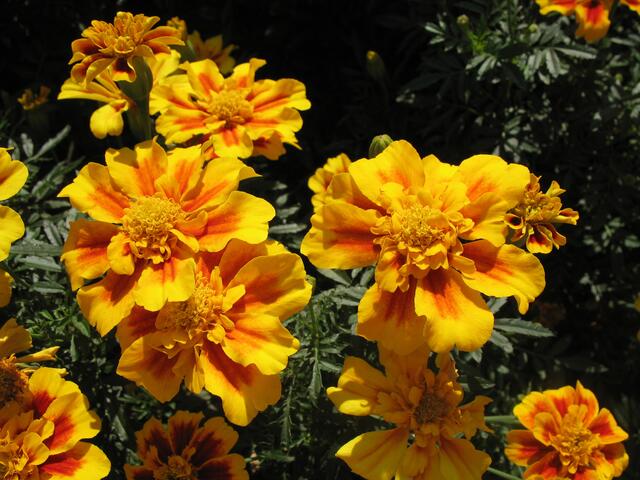 Tagetes