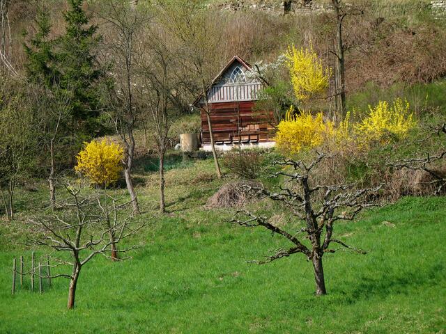 Frühlingsboten im Baumbachtal, Walheim