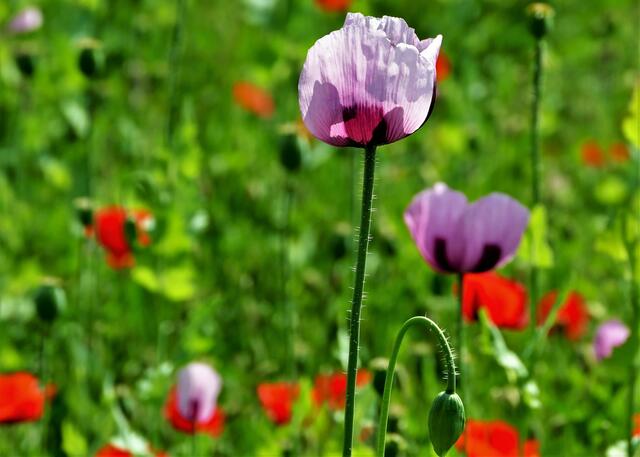 Mohn Variationen