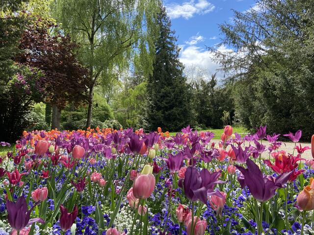 Wohl(p)fühlpark Heilbronn - mit den Stadtfarben bepflanztes Beet!