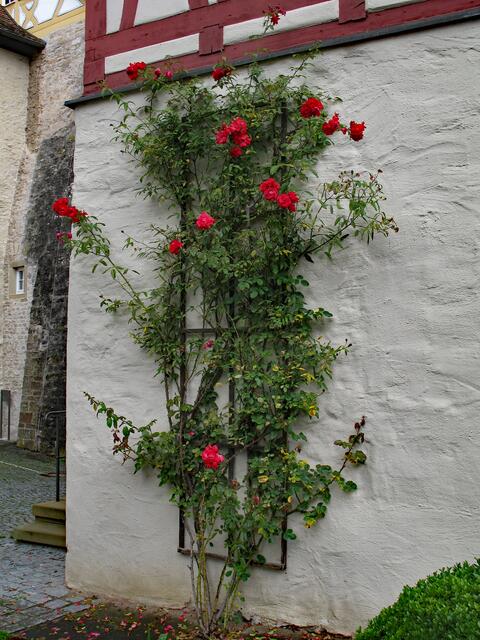 Rosenranken Comburg
