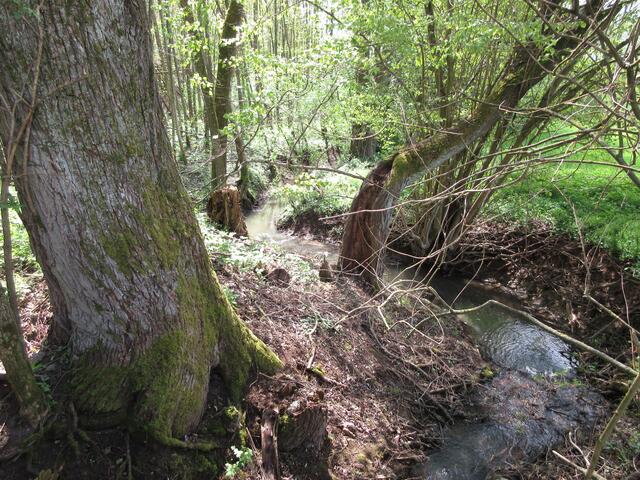 Immer wieder staunt die Gaby darüber, dass es immer noch neue Wege und Stege für sie gibt.