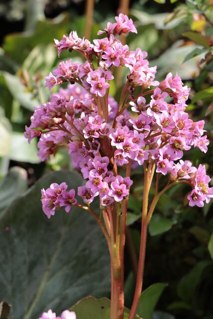 Schönheit in Nachbars Garten