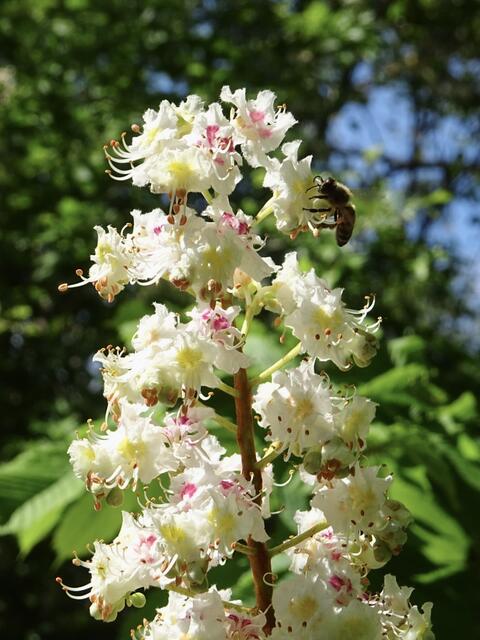 Kastanienblüte im Pfühlpark