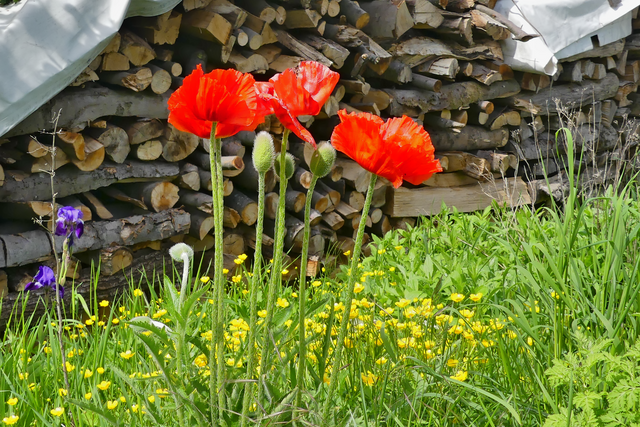 rot, blau und gelb