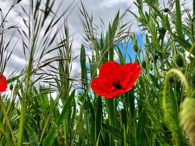 Klatschmohn - Die rote Farbe des Sommers