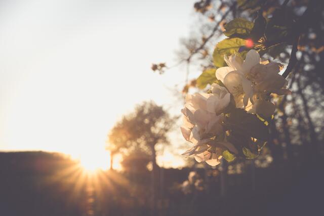 Streuobstwiese im Sonnenuntergang