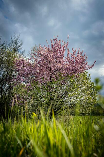 Wunder der Natur oder eine Frage der Perspektive?