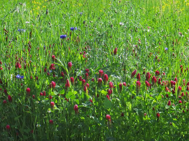 Wilde Wiese