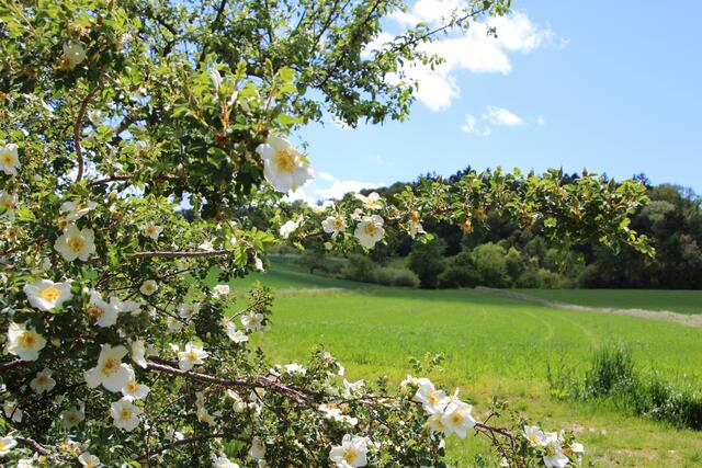 Heckenrose am Feldrand