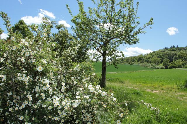 Heckenrose am Feldrand