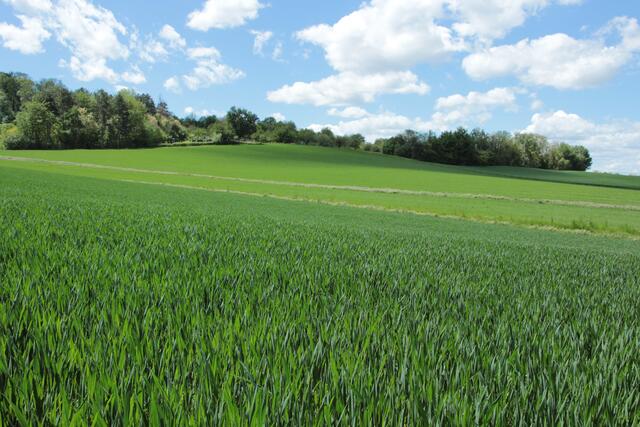 Roggenfeld in Flein