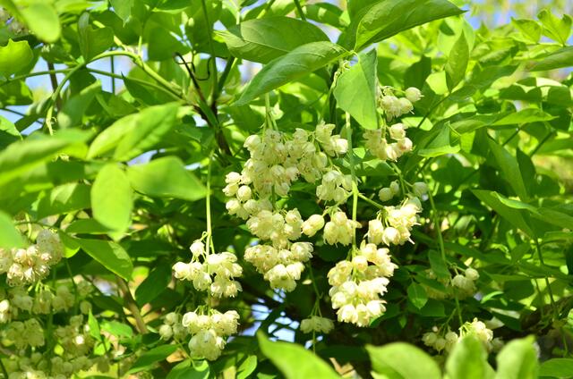 jetzt ist Zeit für die Blüte der Klappernuss