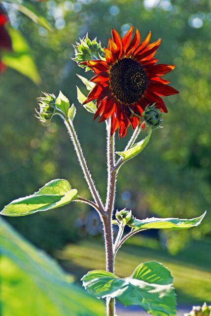 im Sonnenschein