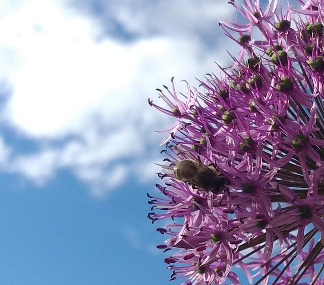 Fleißiges Bienchen