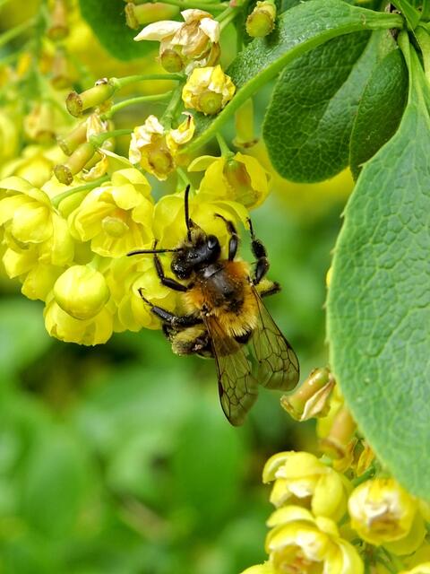 Fleißiges Bienchen am Pfingstsonntag