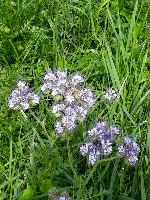Bienenweide