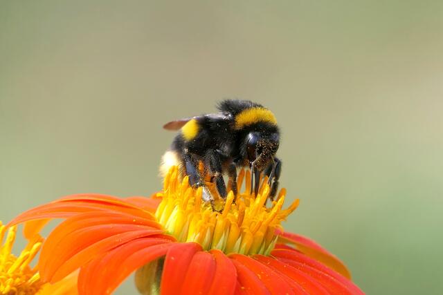 Blütenbesuch