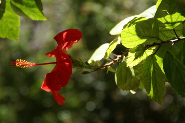 Hibiskus, weichgezeichnet