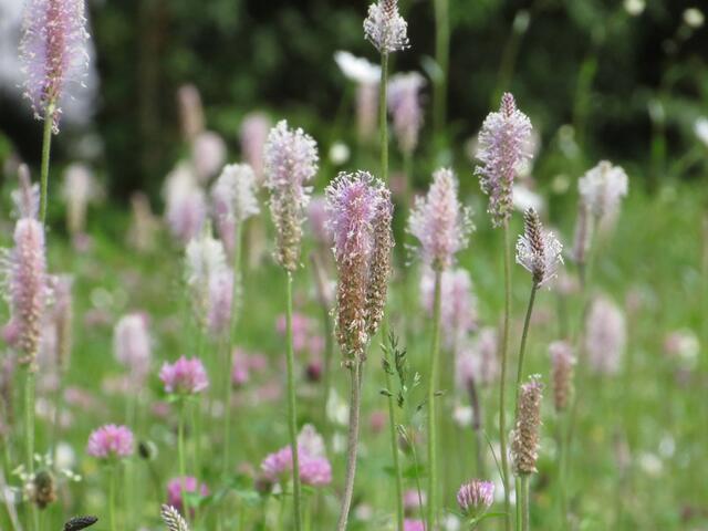 beruhigende Blumenwiese - gesehen HN Friedhof