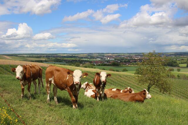 Auf dem Weg zur Almhütte in Pfedelbach-Weißlensberg