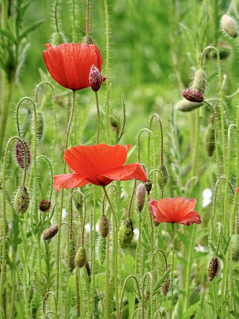 Zauberhafter Mohn