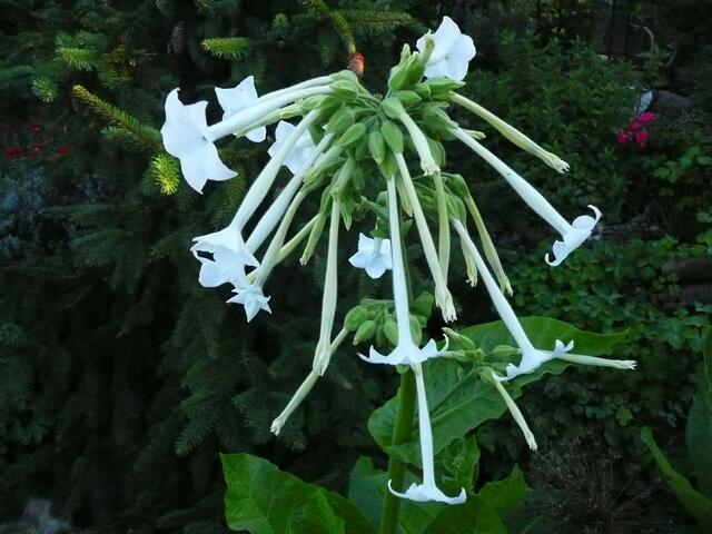 Pflanze bei Rauchern beliebt, im Garten ein Hingucker