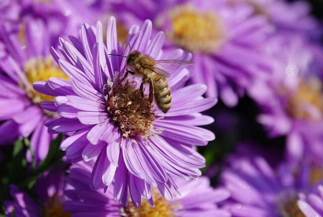 Aster mit Besuch