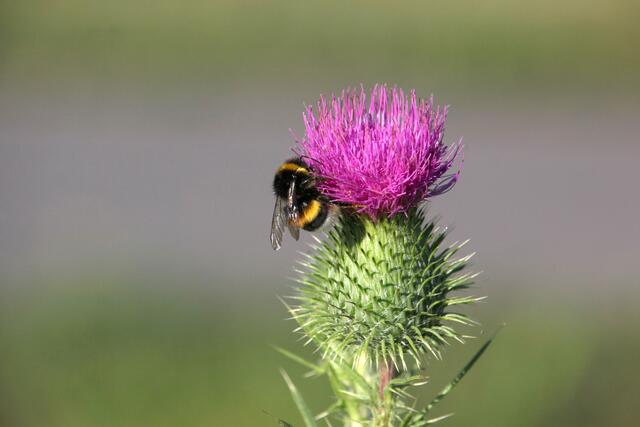 Distel mit Besuch