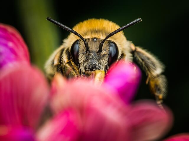 Wildbiene auf Blüte