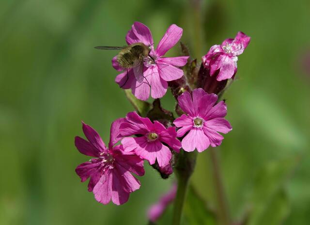 Wiesenblume