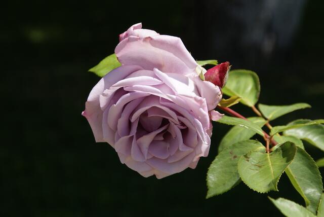 ungewöhnliche Farbe