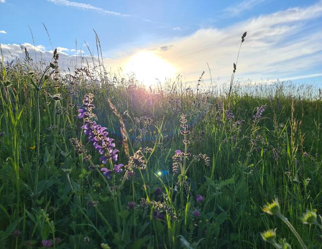 Blumenwiese