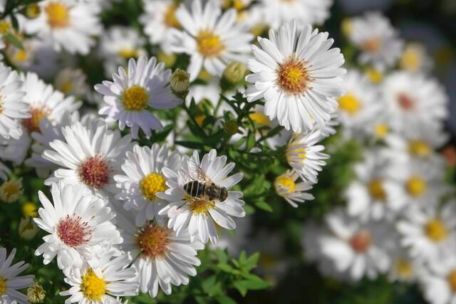 Blüten in weiß