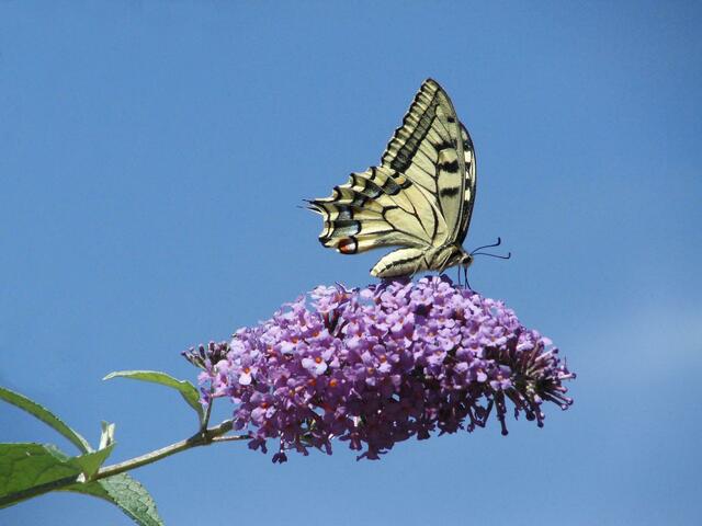 ein seltener Besucher am Sommerflieder
