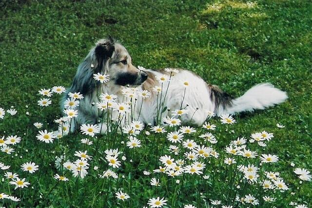 Blühendes (Hunde-)Leben :)