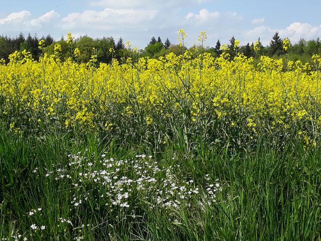 .... und noch ein Rapsfeld